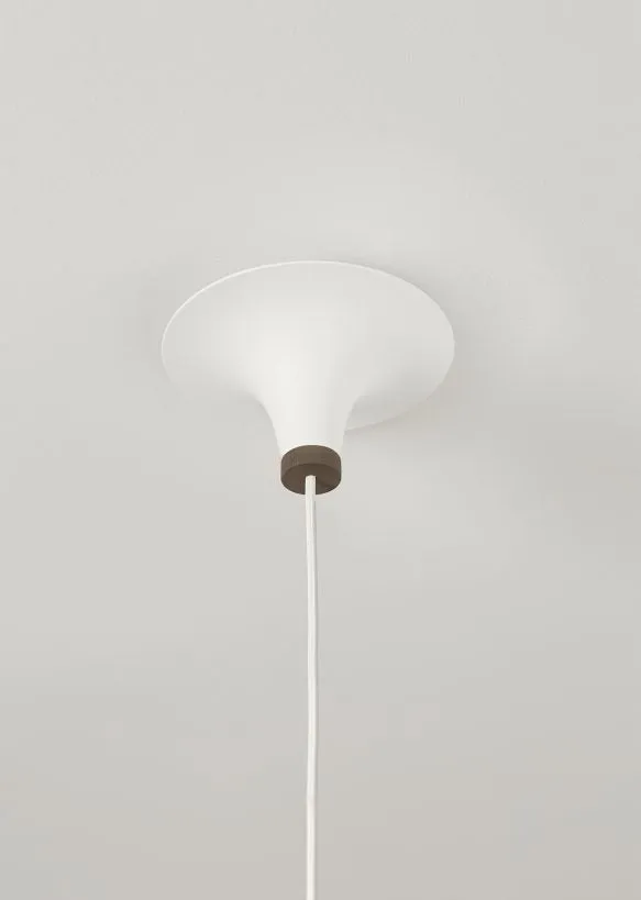 Acorn