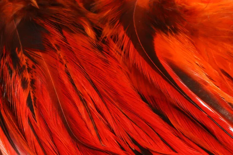 Badger Saddle Hackle - Hareline