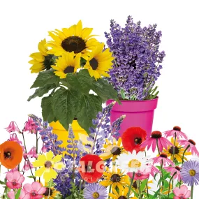 Seed Kits Flowers