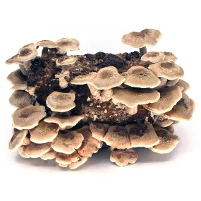 Shiitake Mushrooms Grow Kit