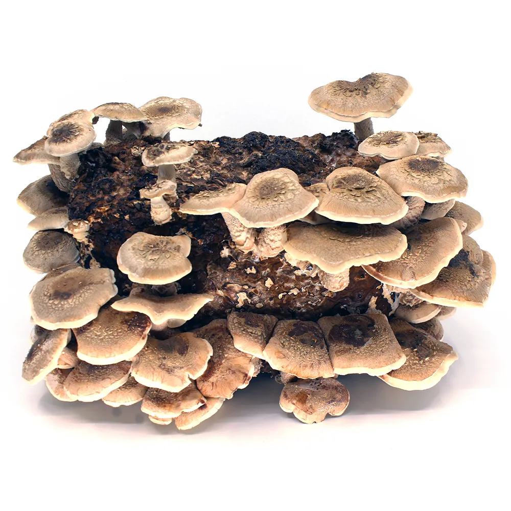 Shiitake Mushrooms Grow Kit